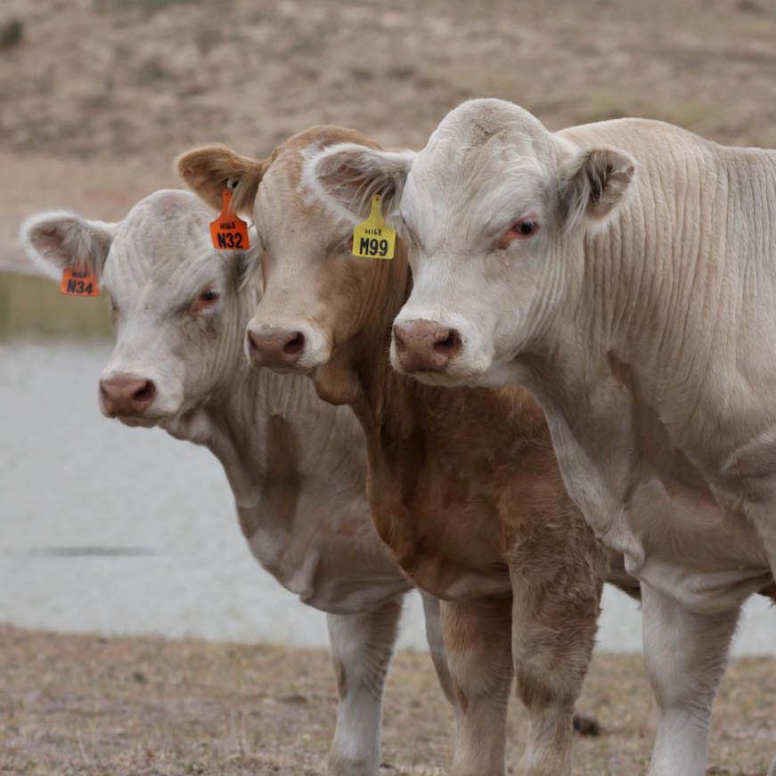 black charolais cattle