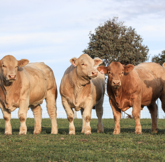 black charolais cattle