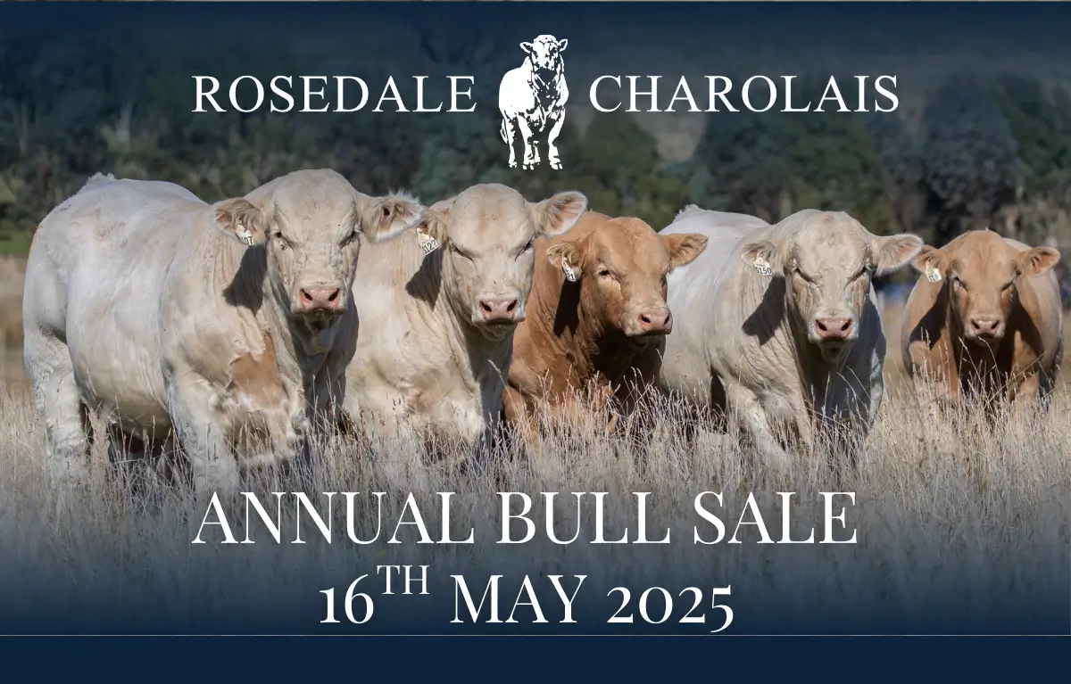 2025 Sale