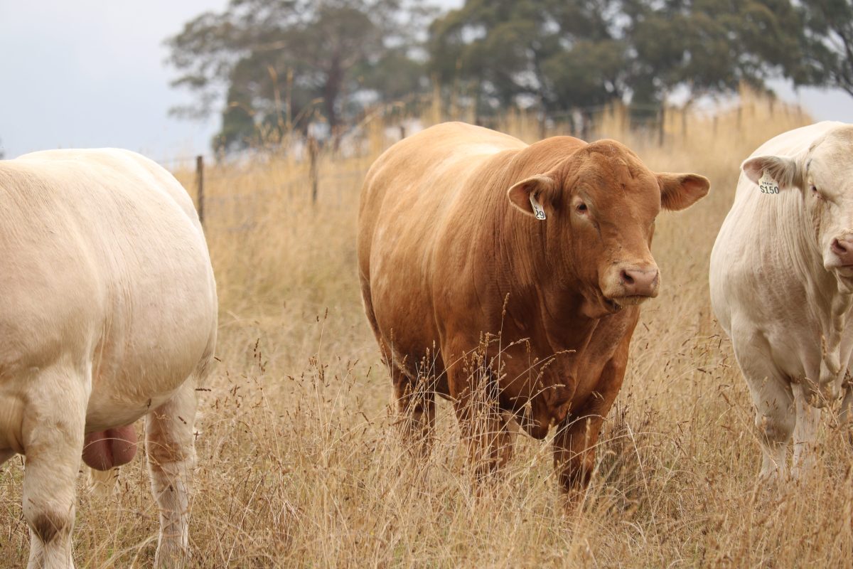 The 2026 Annual Bull Sale