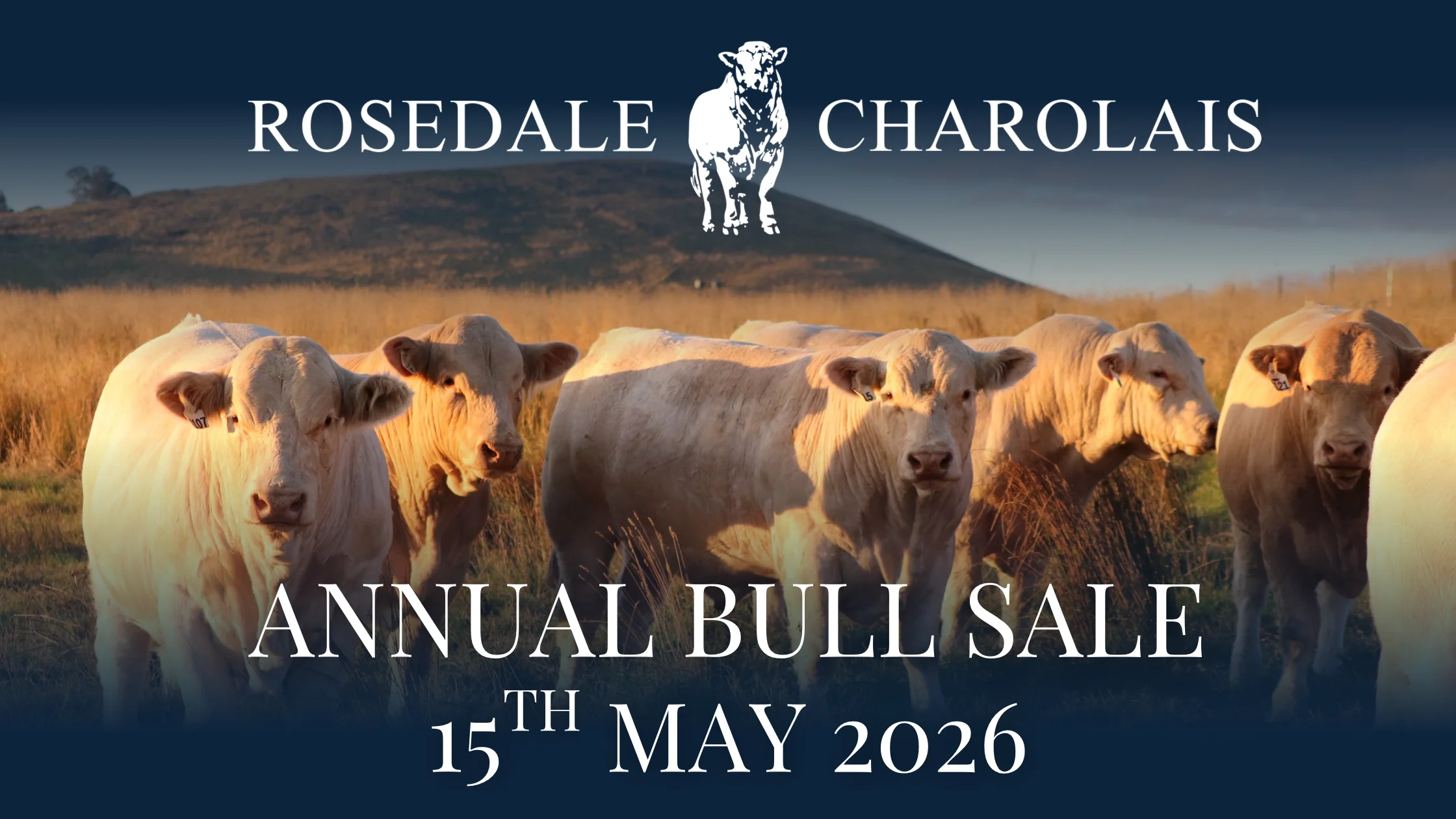 Rosedale Charolais Bull Sale